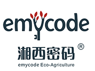 湘西密码